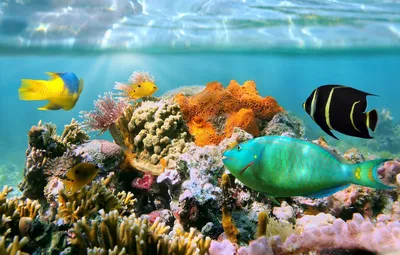 Картинка подводный мир. Море, под водой, рыбы, океан, черепаха. Sawirka ...  | Sea turtle facts, Sea turtle, Nature photos