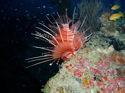 подводный мир красочный коралловый фон, Подводный мир, морская жизнь, океан  фон картинки и Фото для бесплатной загрузки