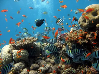 Подводный мир океана, множество …» — создано в Шедевруме