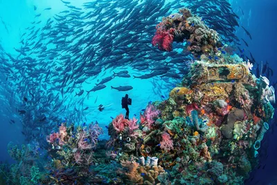 тропические рыбы, плавающие на морском дне. подводный мир океана с  представителями морской флоры и фауны Иллюстрация вектора - иллюстрации  насчитывающей экзотическо, природа: 227477585
