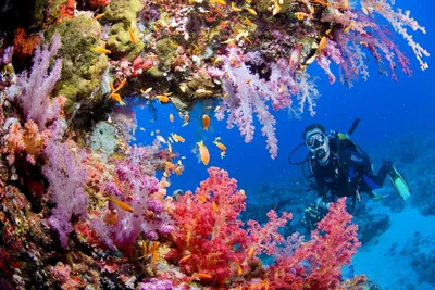 Фотообои Подводный мир океана на стену. Купить фотообои Подводный мир океана  в интернет-магазине WallArt