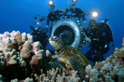 Фотографии Рыбы Подводный мир Океан Много Животные 1920x1200
