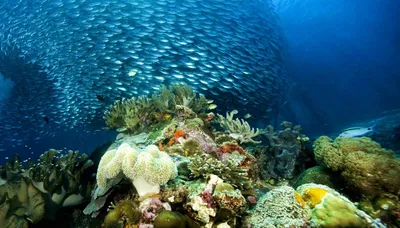 Море подводный мир (56 фото) - 56 фото