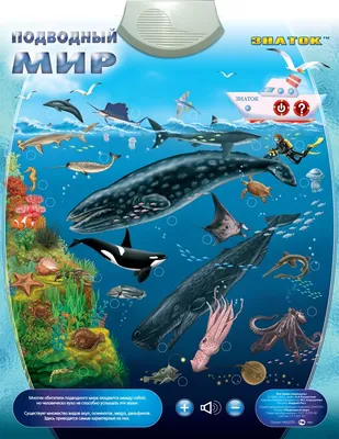 Настольная игра для детей Мемо Подводный мир (рыбы) Нескучные игры 11282725  купить за 241 ₽ в интернет-магазине Wildberries
