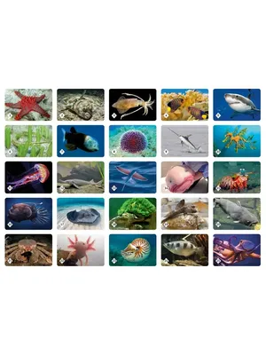 Моющиеся виниловые фотообои Подводный мир детские, 211х150 см - купить по  выгодной цене в интернет-магазине OZON (272698505)