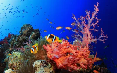 Мир воды ,подводный мир Красного …» — создано в Шедевруме