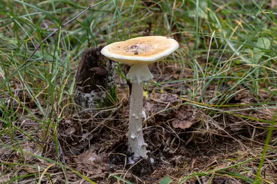 Бледная поганка / фото :: грибы :: яд :: длиннопост - JoyReactor