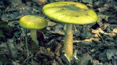 Бледная поганка или шампиньон лесной: в сети выясняют вид гриба с Обуховщины