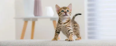 Это мама, она приносит мне еду»: мир глазами котенка - Питомцы Mail.ru