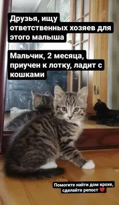 Сибирячка, которая поселила в своей квартире 160 кошек: Я разочаровалась в  людях - KP.RU