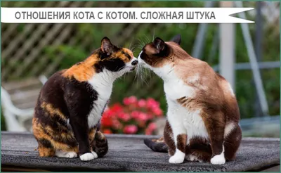 Здравствуйте! У меня во дворе живет: Договорная ᐈ Коты | Бишкек | 101199225  ➤ lalafo.kg