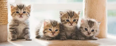 Покажите мне своих котят, симпатичный коврик с изображением кошек  водопоглощающий нескользящий дверной коврик, покажите мне ваших котят,  кошки, мамы, Китти, кошки, забавный кот | AliExpress