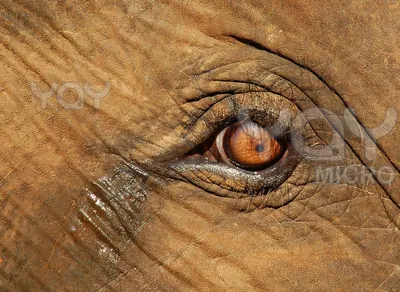 Африканский Хвост Слона — стоковые фотографии и другие картинки Африканский  слон - Африканский слон, Без людей, Вертикальный - iStock