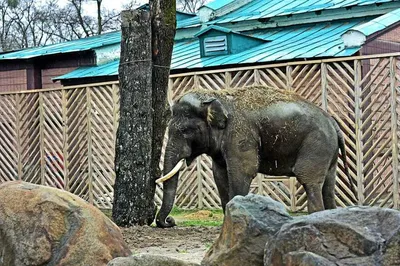 Оформленный В Виде Слона — стоковые фотографии и другие картинки Индия -  Индия, Слон - Толстокожие животные, Культура Индии - iStock
