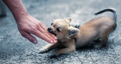 Топ-5 самых популярных собак на Среднем Урале: Общество: Облгазета