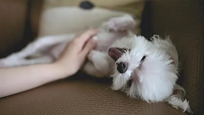 Почему собака как будто хрюкает носом - dogcatfan.com