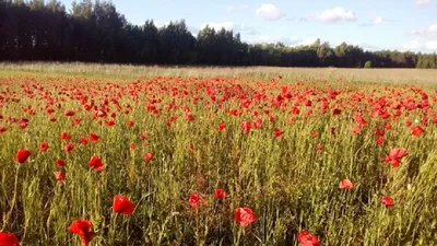 Поле красных маков возле Лиды: кому фотозона, а кому – головная боль