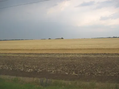 File:Поле пшениці. Дніпропетровщина.jpg - Wikimedia Commons