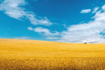 Фотообои Пшеничное поле 15830 купить в Украине | Интернет-магазин  Walldeco.ua