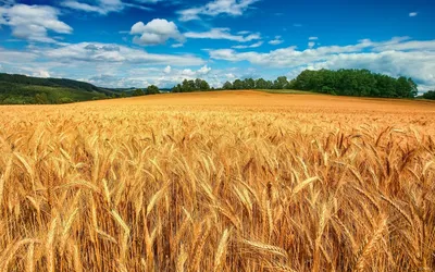 Пшеничное поле картинки - 72 фото
