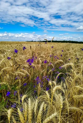 бескрайнее поле пшеницы, поле, Пшеничное поле, сельское хозяйство фон  картинки и Фото для бесплатной загрузки