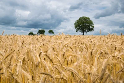 File:Поле пшениці в центральній Україні, 2020 рік.jpeg - Wikimedia Commons