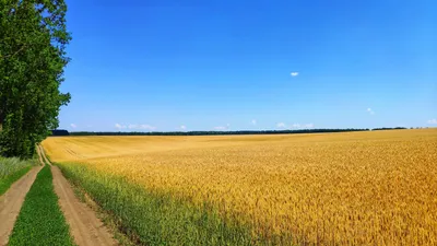 Фотообои Пшеничное поле 25498 купить в Украине | Интернет-магазин  Walldeco.ua
