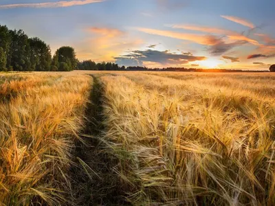 Поле с пшеницей, красивые пейзажи