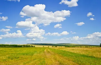 Картина Пейзаж маслом \"Маковое поле на фоне неба\" 70x100 JR200805 купить в  Москве