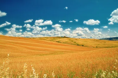 Обои поле, пшеница, тропинка, природа, пейзаж картинки на рабочий стол,  фото скачать бесплатно