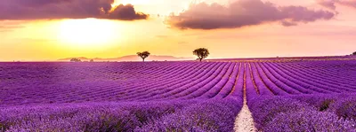 Пшеничное поле: обои с цветами, картинки, фото 800x600