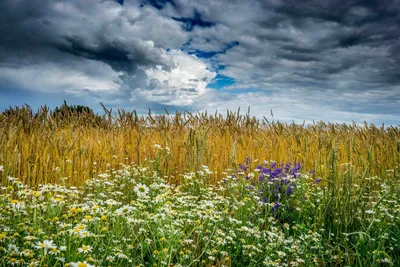 Цветы, фото, обои, природа, поле, солнце, красивые картинк… | Flickr