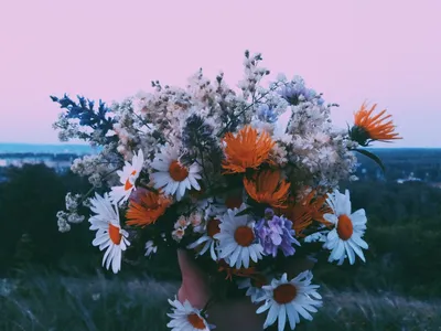 Полевые цветы на рассвете — Фото №303076