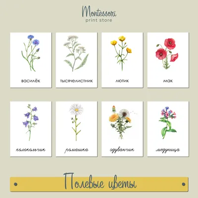 Полевые цветы - трехчастные карточки Монтессори купить и скачать