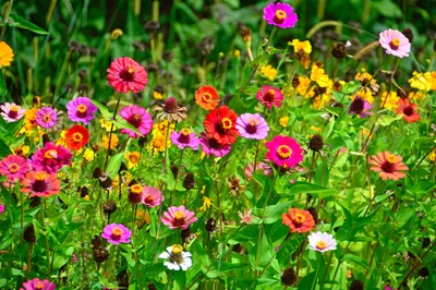 Обои Полевые цветы, 5k, 4k, трава, луга, Wildflowers, 5k, 4k wallpaper,  meadows, grass, ОС #5694 - Страница 83