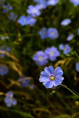 Удивительная природа - Полевые цветы-это красота и изящество нашего мира!  🌸💐🌸🌼🌷 | Facebook