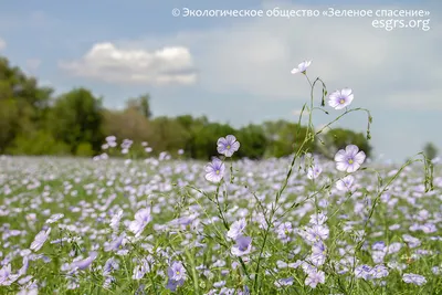 Фотогалерея «Полевые цветы» - Зеленое спасение