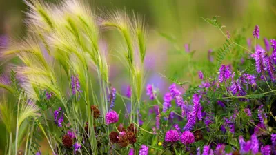 Прекрасные полевые цветы - 65 фото