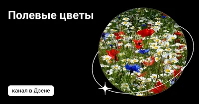 Дизайнерские обои Полевые цветы | Интернет-магазин Respace: дизайнерские  обои, плитка, шторы, краска