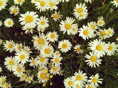 Онлайн пазл «Букет полевых цветов»