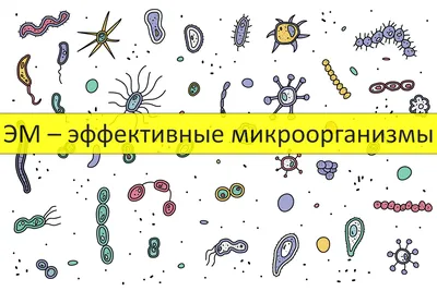 Бактерии под микроскопом, полезные и опасные бактерии - 7 октября 2019 -  59.ру