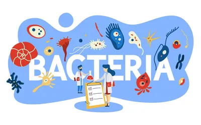 Полезные бактерии - Детский Портал Знаний