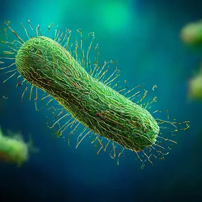 набор пробиотических бактерий хорошие микробы для здоровья кишечника и  микробной флоры. стрептококк термофилл лактобацилл Иллюстрация вектора -  иллюстрации насчитывающей эшерихии, здоровье: 223368254