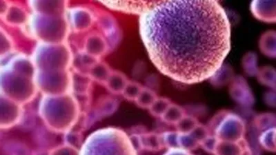 Бактерии под микроскопом, полезные и опасные бактерии - 7 октября 2019 -  59.ру