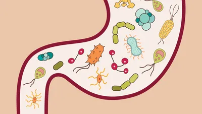 Бактерии в кишечнике. / Новости/Акции - Том Терра