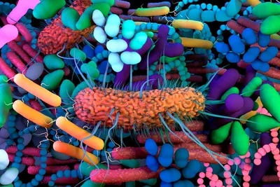 Чем полезны бактерии для человека