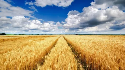 Весенний пейзаж, поле со всходами пшеницы, вдалеке видны дома, лес и другие  поля Stock Photo | Adobe Stock