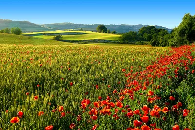 Самые красивые цветочные поля Европы