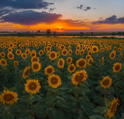 Фотосессия на маковых полях и живопись