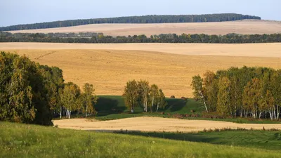 Россия по итогам 2020 года может поставить новый рекорд по сбору пшеницы -  РИА Новости, 13.01.2021